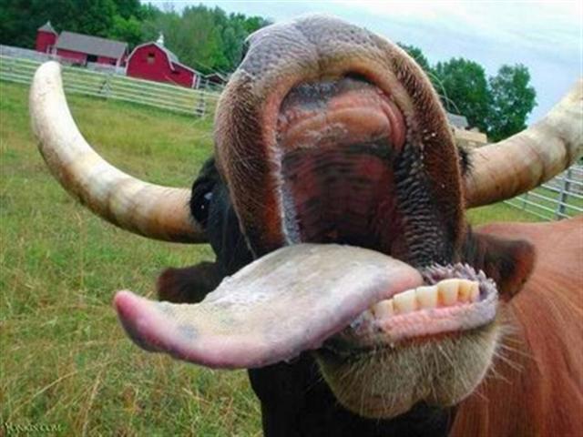[cow+tongue+(Small).jpg]
