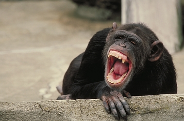[Chimpanzee-1948.jpg]
