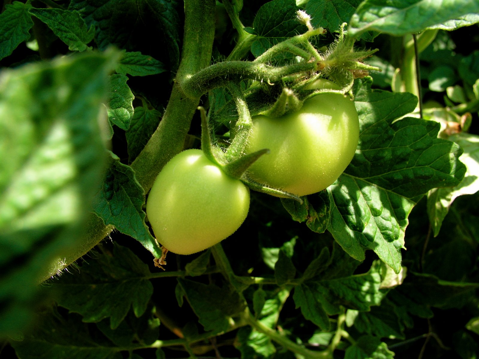 [tomatoes.JPG]