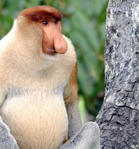 [probiscus-monkey-alpha-male-in-rainforest-in-sabah-borneo.jpg]