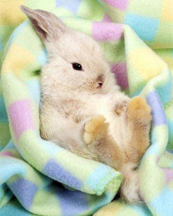 [bunny+wabbit.jpg]