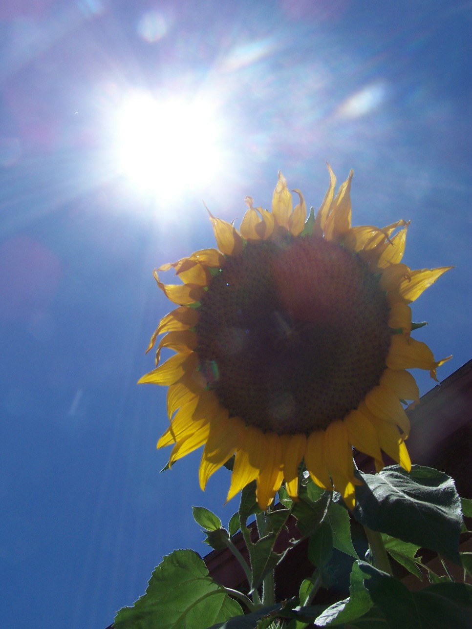 [sunflower_sun.jpg]