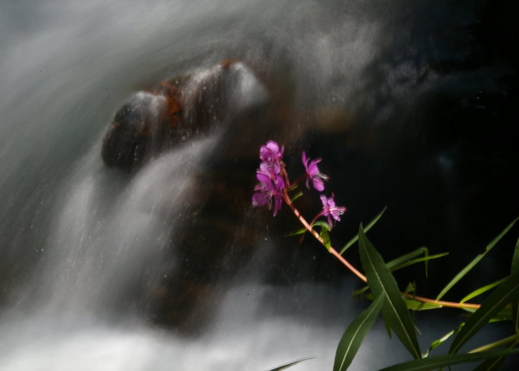 [foxglove+and+waterfall.jpg]