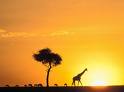 [giraffe+sunset.jpg]