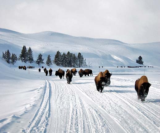 [005_Bison+Herd+on+Road.jpg]
