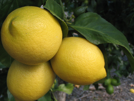 [scandalous-lemons.jpg]