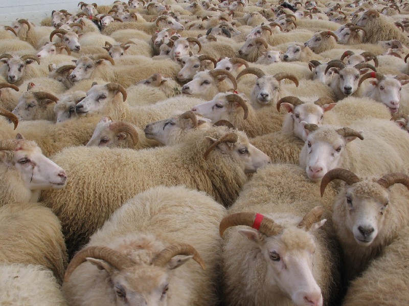 [sheep%20roundup%20004[1].jpg]