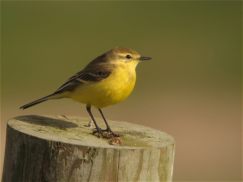 [yellow_wagtail_30apr08_800l_20a_filtered.jpg]