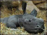[baby+rhino+at+budapest+Zoo.jpg]