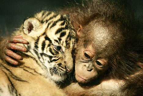 [tiger+and+orangutan.jpg]