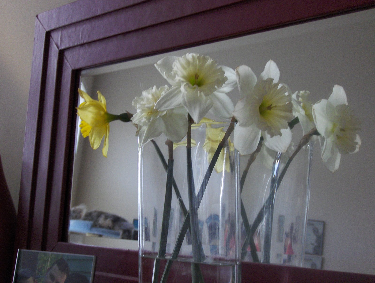 [Daffodils2.JPG]