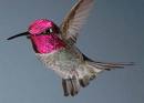 [anna's+hummingbird.jpg]