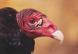 [turkey-vulturetn.jpg]