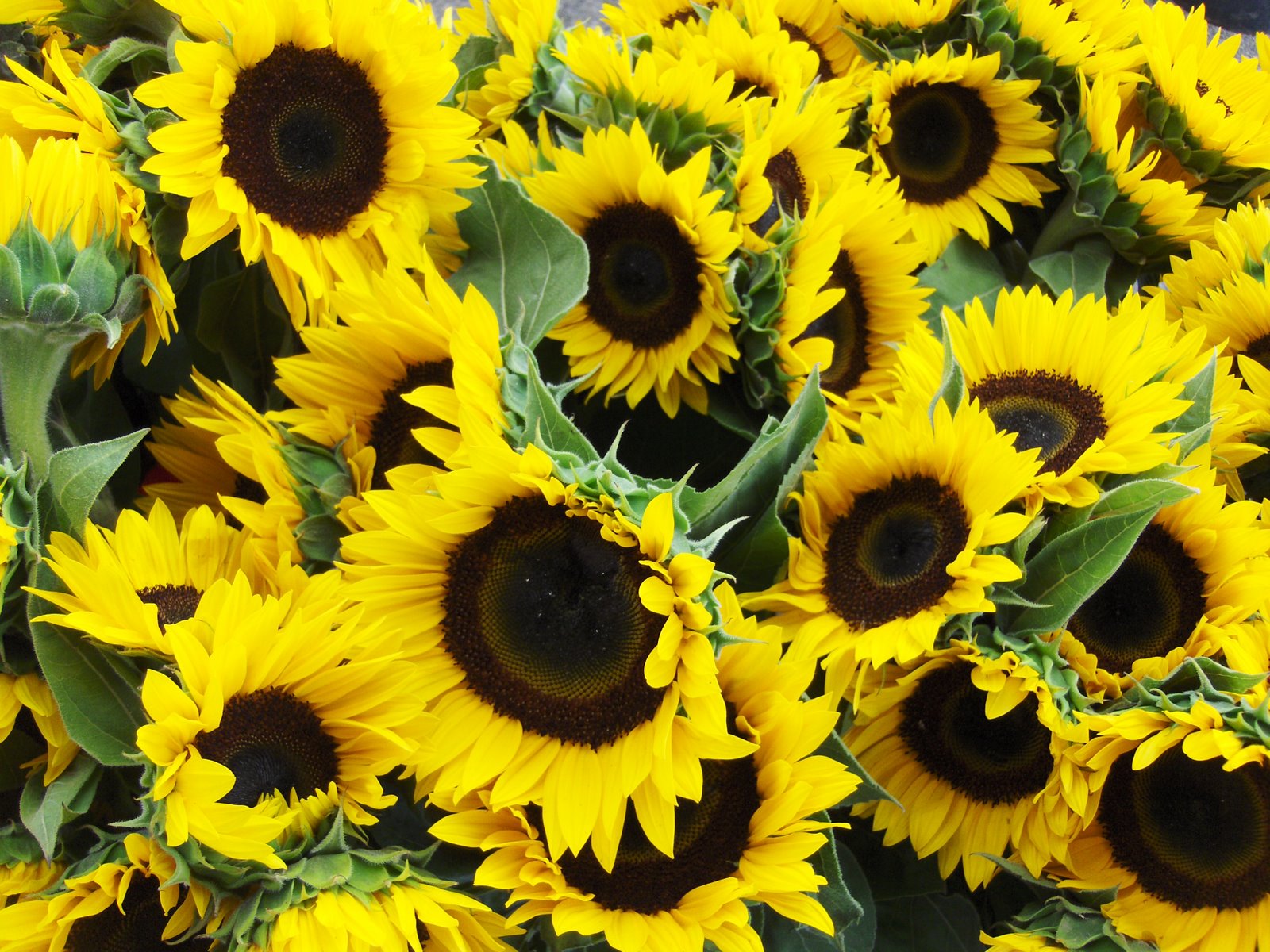 [Farmers+Mkt+sunflowers.JPG]