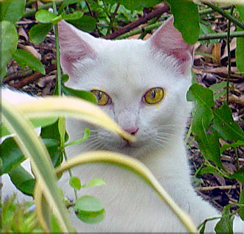 [white_cat.jpg]