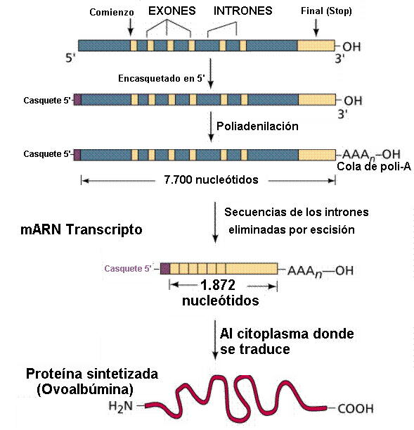[gen+euca+con+proteina+ovoalbúmina+efn+uncor+edu.jpg]