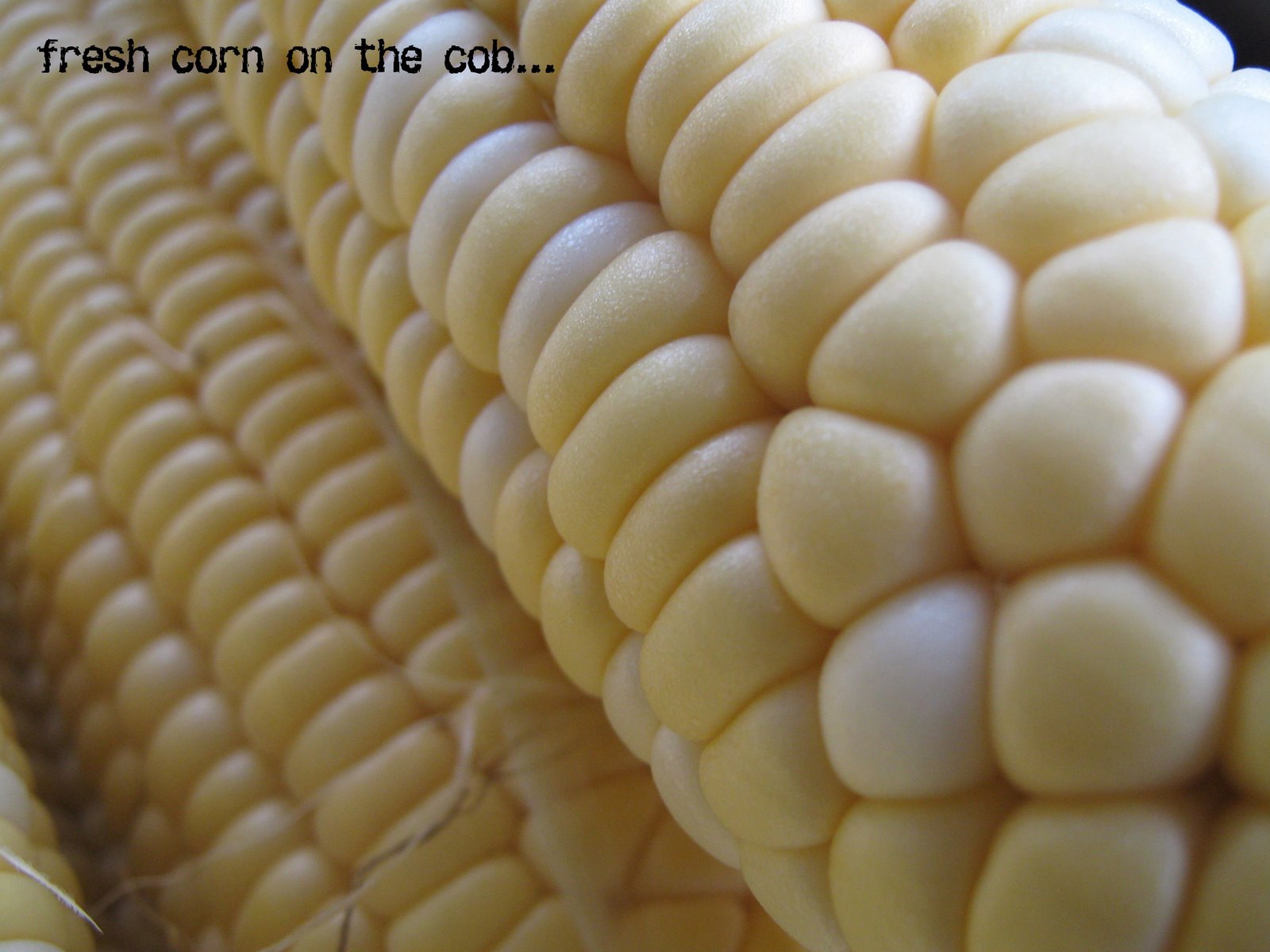 [corn.cob.7.08]