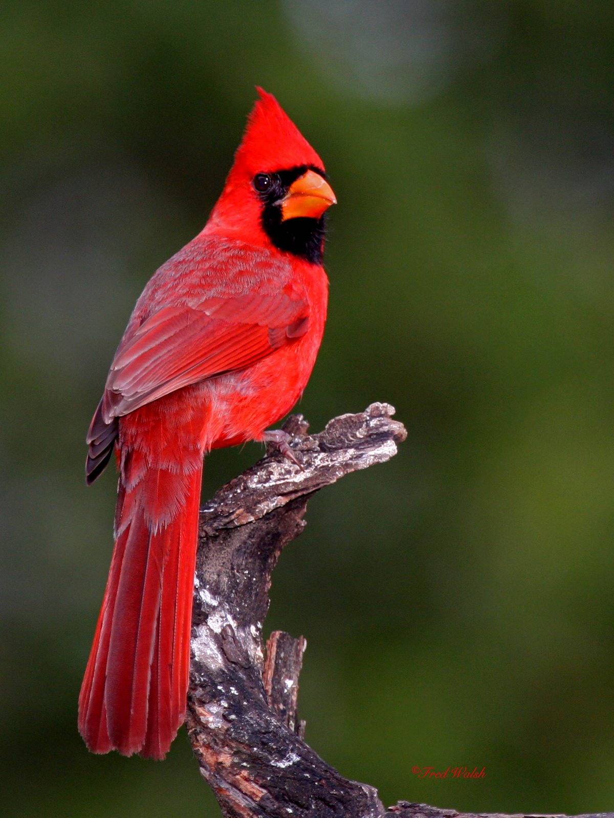 [Cardinal-Northern,+male+IMG_2614.jpg]