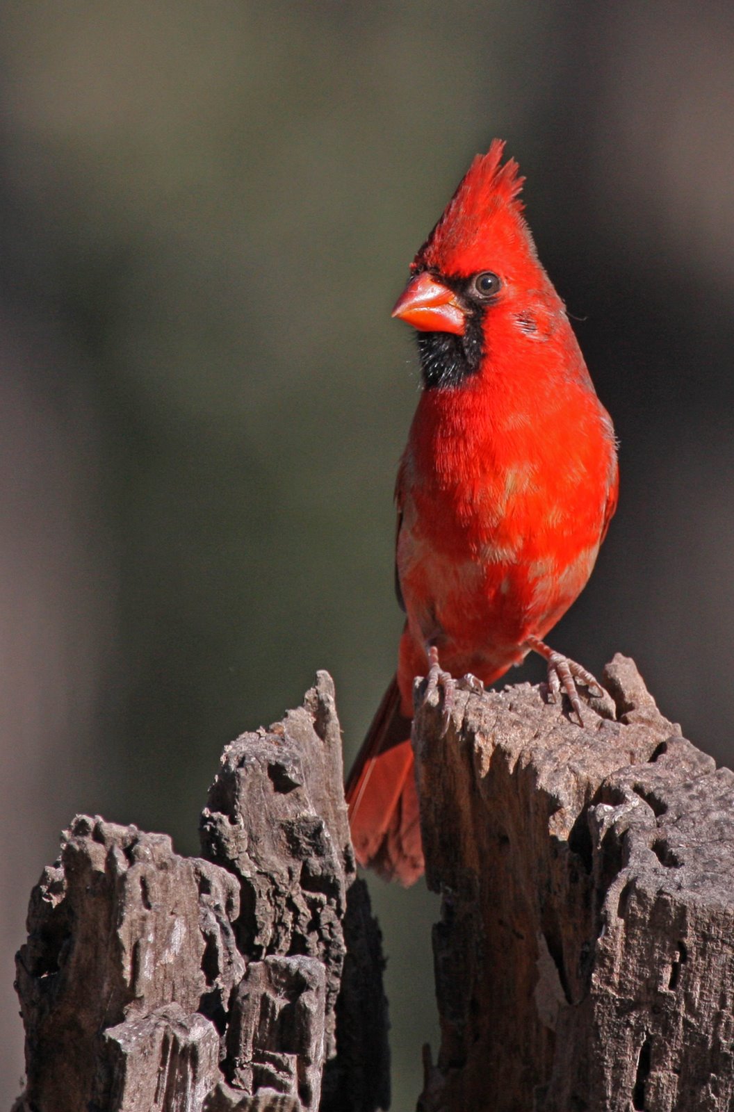 [Cardinal-Northern,+male+IMG_0490.jpg]