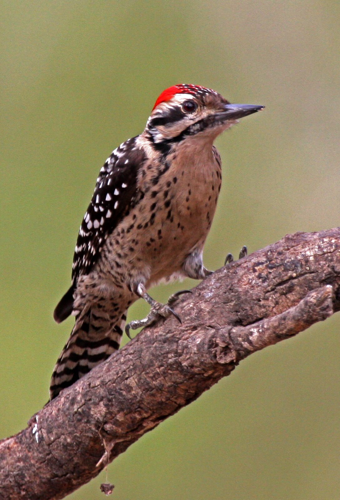 [Woodpecker-Ladder-back,+male+IMG_0714.jpg]