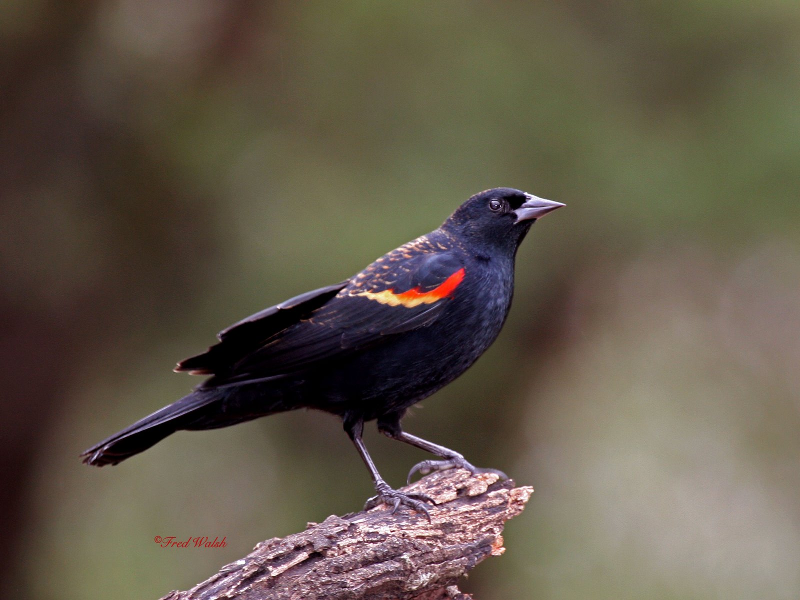 [Blackbird-Redwing,+male+IMG_2595.jpg]