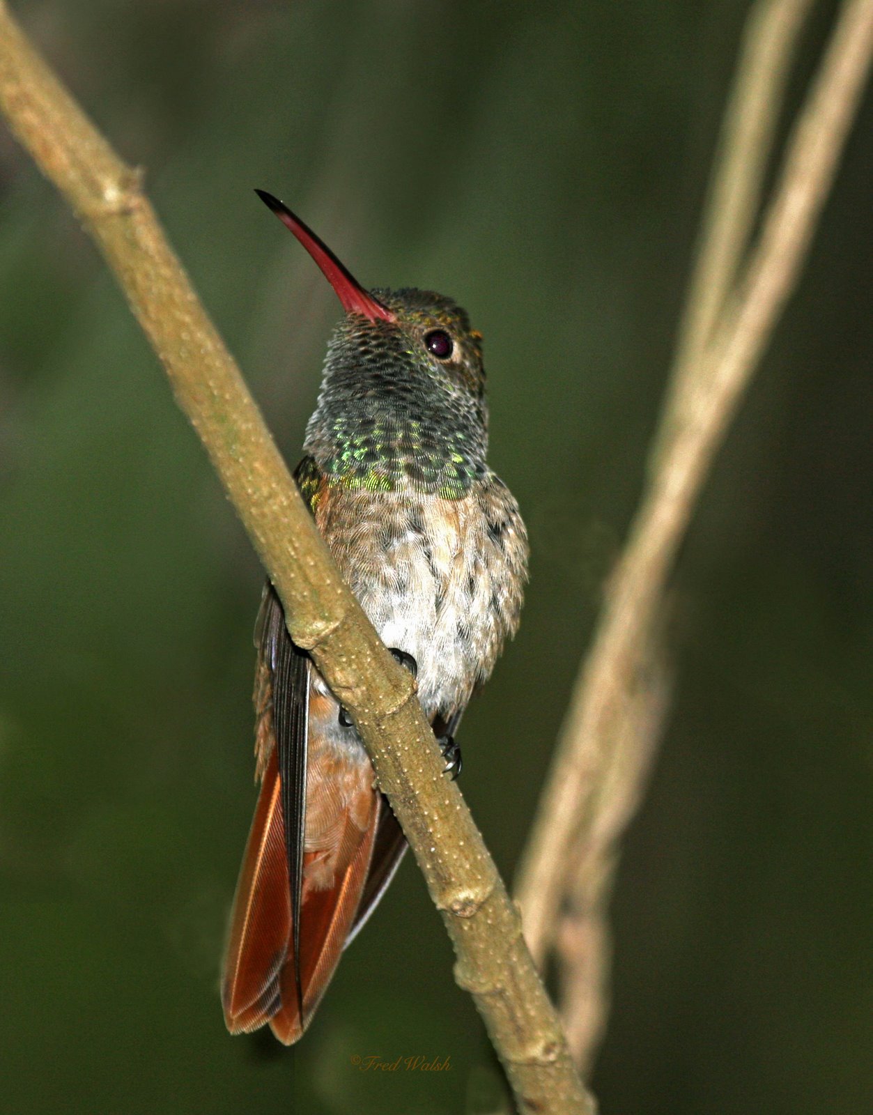 [Hummingbird-Buff-bellied+IMG_4221.jpg]