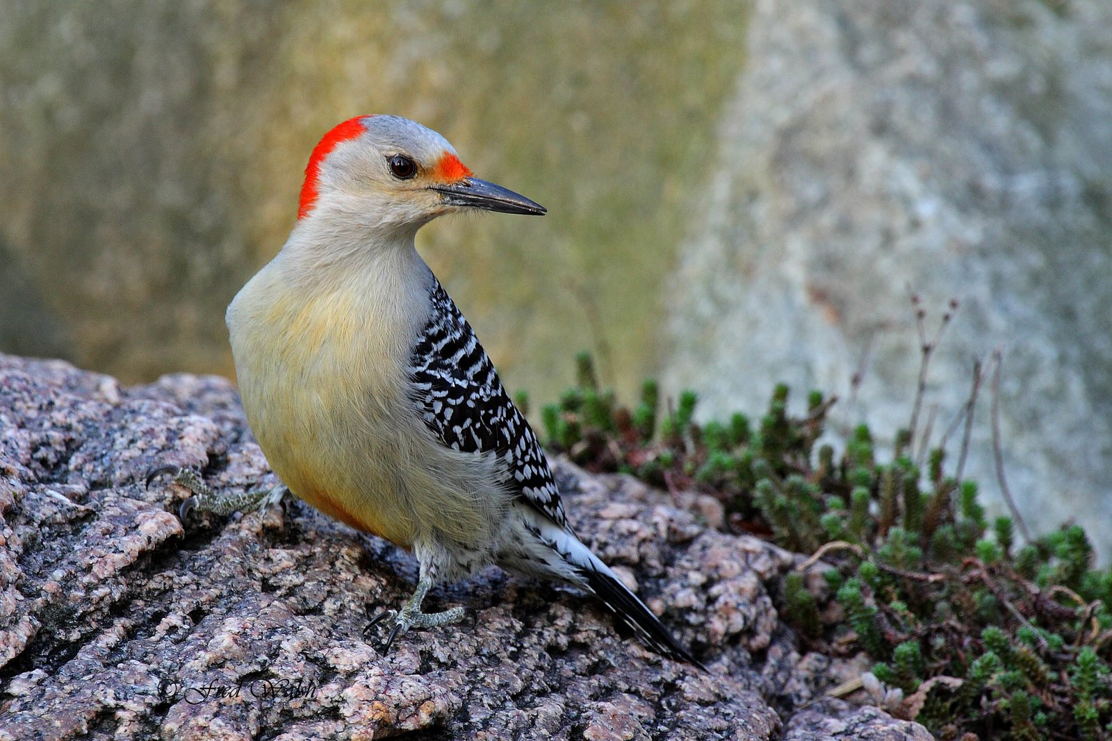 [Woodpecker-Red-bellied,+female+IMG_8198.jpg]