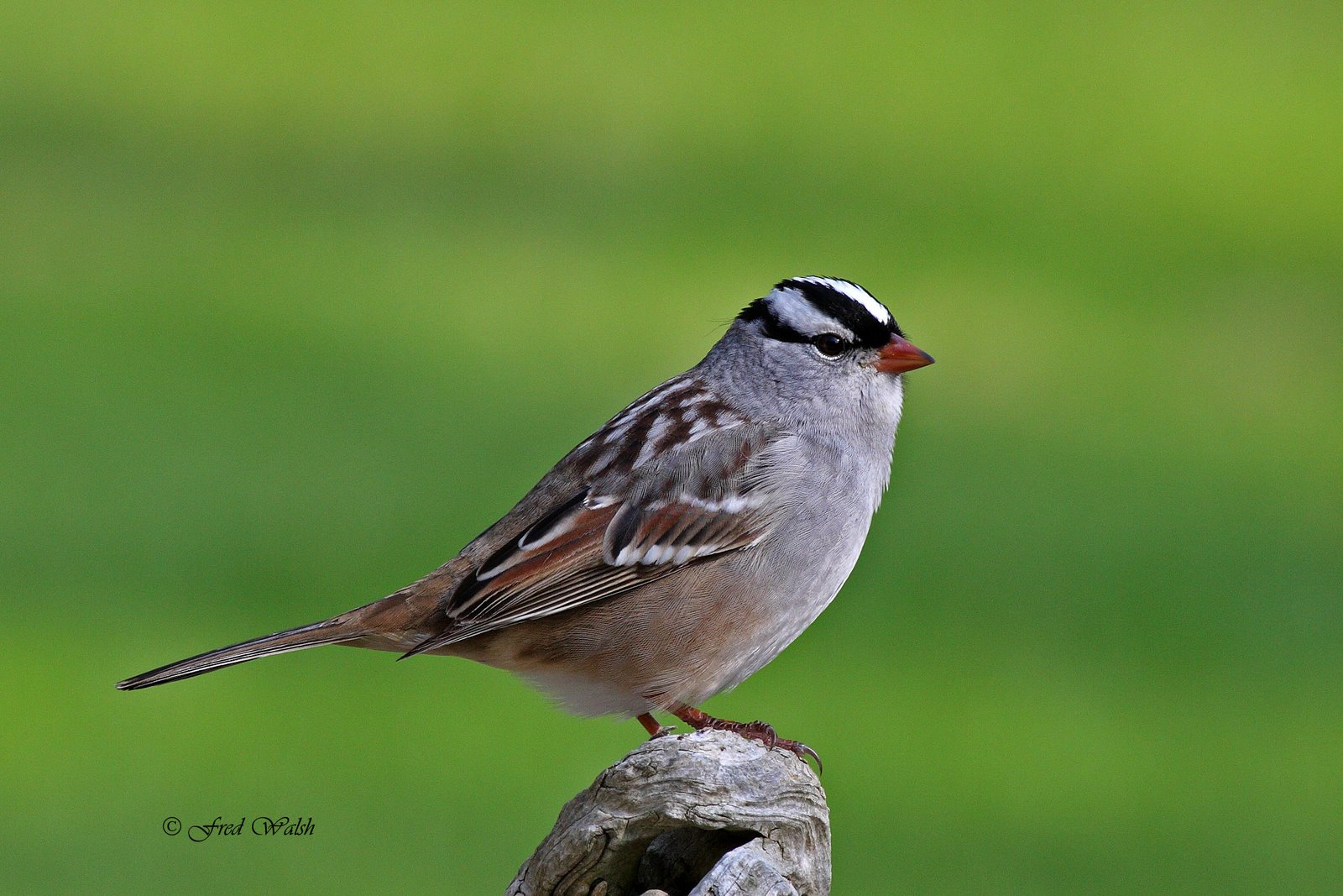 [Sparrow-White+Crowned+IMG_8553.jpg]