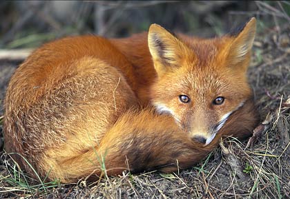 [red+fox.jpg]