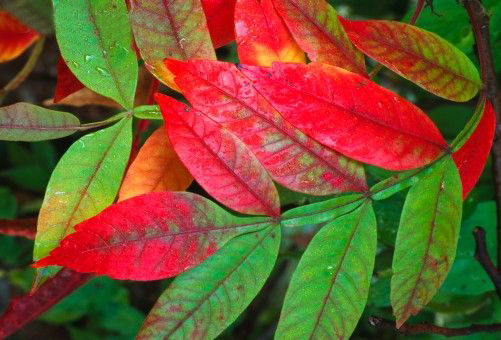 [sumagre+leaves+turning+color.jpg]