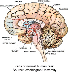[human-brain.gif]