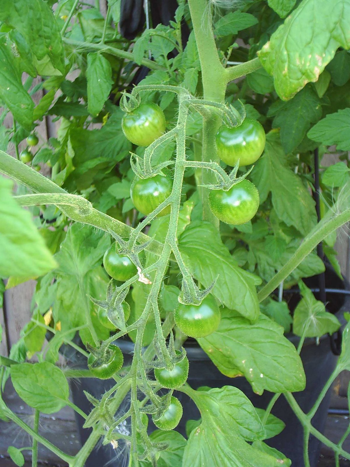 [tomatoes9.jpg]