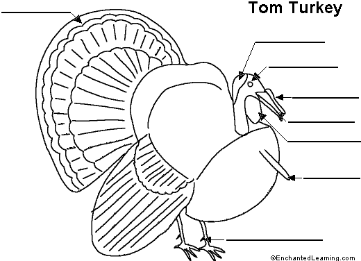 [turkey.GIF]