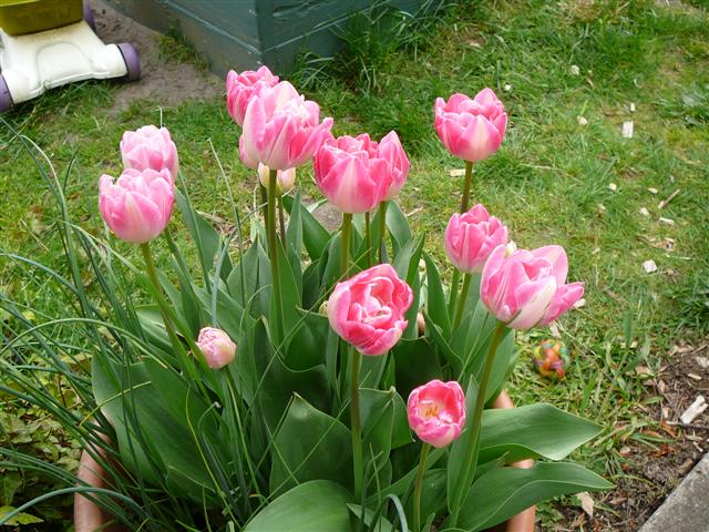[P1020664+Pink+Tulips+(Small).JPG]