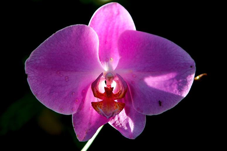 [Brnda+Aurora+Ysaguire+purple+orchid.jpg]