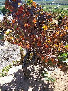 OLd Pinotage vine at Kanonkop