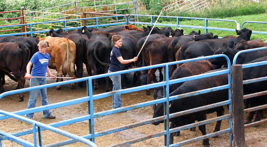 [two+girls+Working+cattle+04+low+res.jpg]