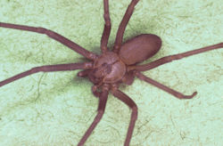 [250px-Brown_recluse_spider%2C_Loxosceles_reclusa.jpg]