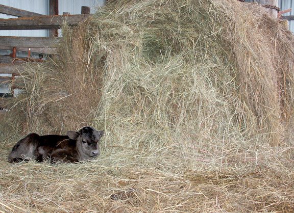 [calf+in+front+of+round+bale.jpg]