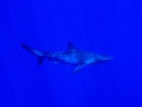 [Seamount+Shark+2.jpg]