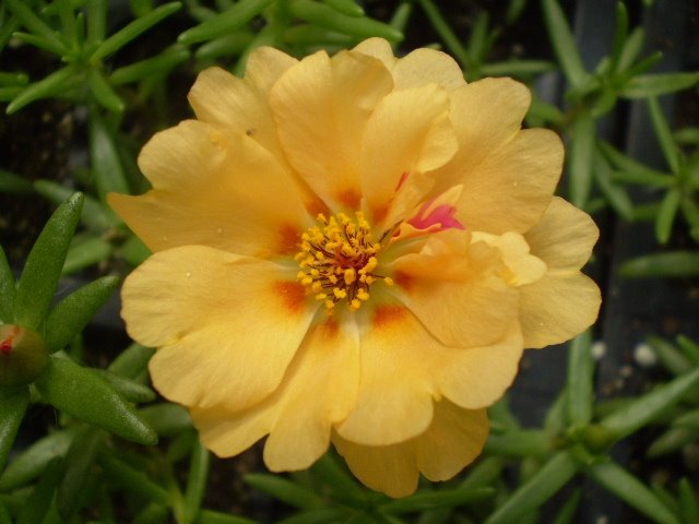 [portulaca+tequila+mix+(own)3.jpg]