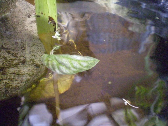 [peperomia+caperata+leaf+regen+(own).jpg]