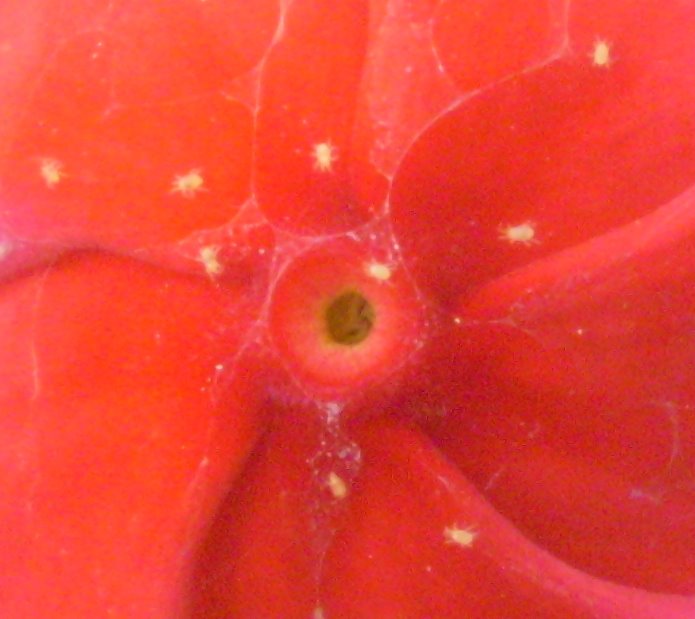 [spider+mites+on+catharanthus+roseus+detail+(own).jpg]