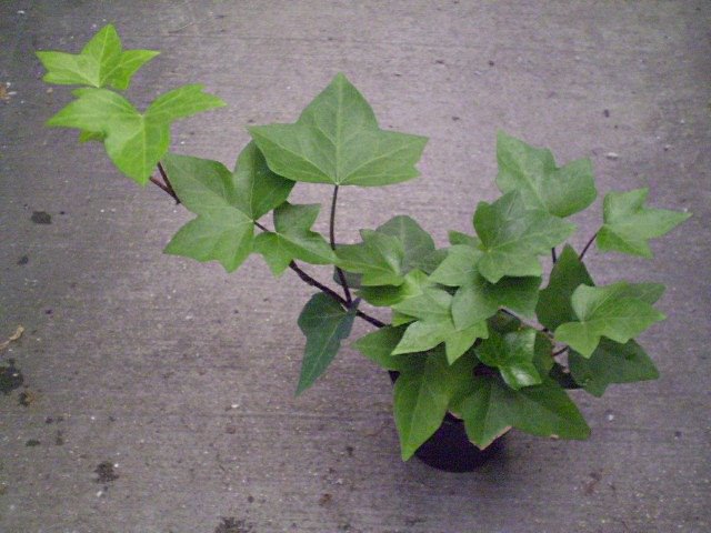 [hedera+canariensis+four+inch+(own).jpg]