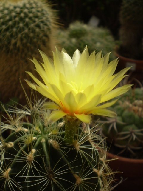 [hamatocactus+setispinus+orcuttii+flower+side+(own).jpg]