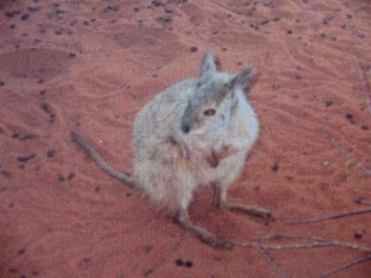 Rufous Hare Wallaby