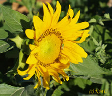 Sunflowers Love The Desert