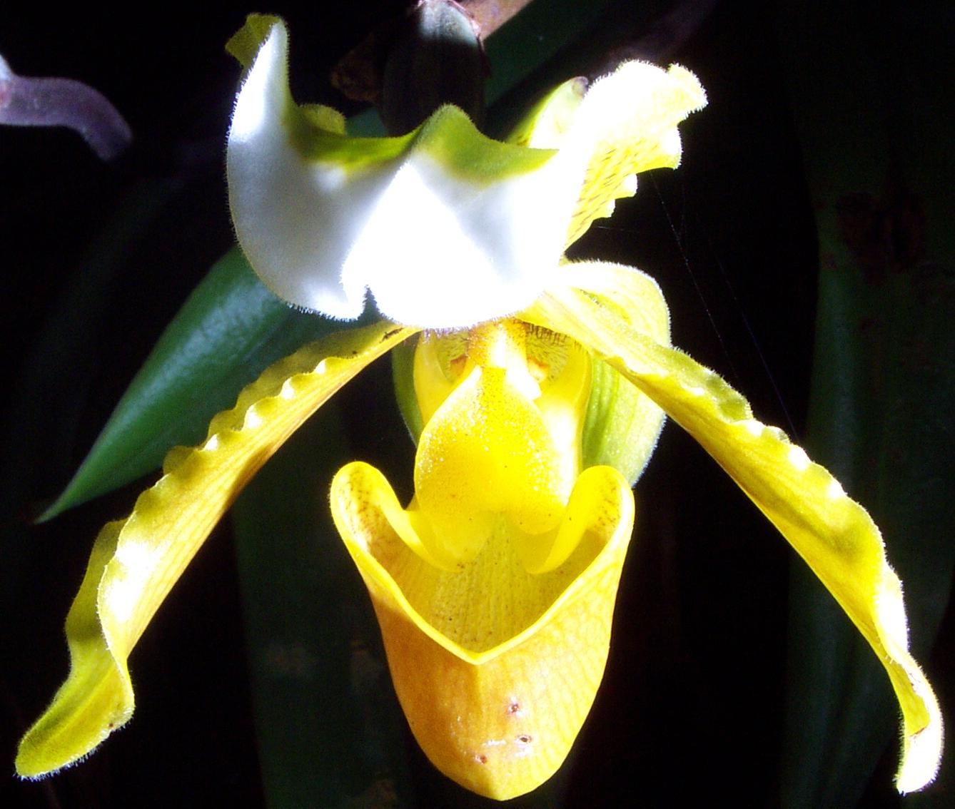 [orchid9.jpg]
