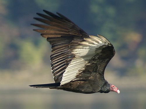 [turkey+vulture.jpg]