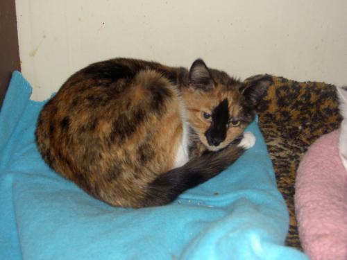 [Henrietta(torti)+and+Josephine(brown+tiger).jpg]